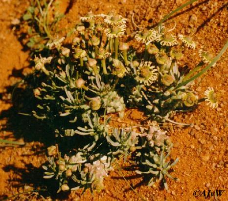 Euphorbia_tuberculata.JPG (56731 bytes)