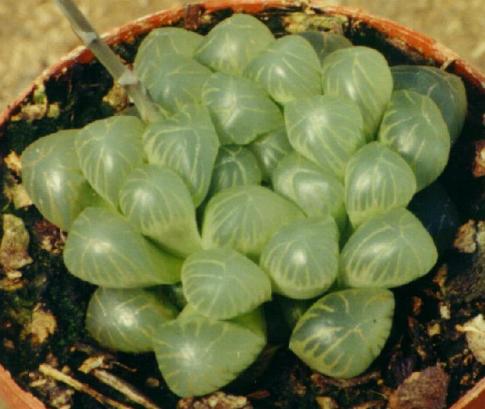 Haworthia_cooperi_pilifera.htm.JPG (32545 bytes)