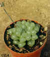 Haworthia_cooperi_pilifera.htm.JPG (57531 bytes)