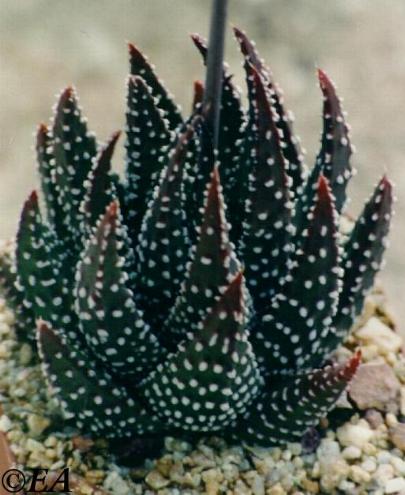 Haworthia_pumilla_Ribbokkop_Worcester_EA896.JPG (38851 bytes)