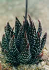 Haworthia_pumilla_Ribbokkop_Worcester_EA896.JPG (59408 bytes)