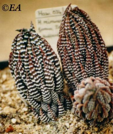 Haworthia_reinwardtii_forma_zebrina.jpg (42154 bytes)