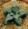 Haworthia_retusa_var_dekenahii.JPG (65055 bytes)