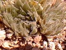 haworthia_arachnoides.jpg (11370 bytes)