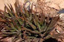 haworthia_attenuata.JPG (43363 bytes)