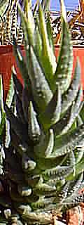 haworthia_herrei_glauca.jpg (11269 bytes)