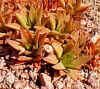 haworthia_magnifica.jpg (21817 bytes)