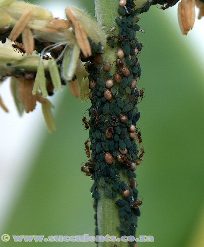 Aphid colony on corn