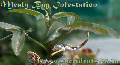 Mealy Bug Infestation