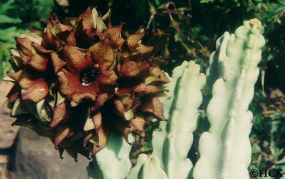 caralluma_adenensis.JPG (35445 bytes)