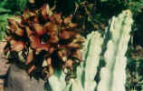 caralluma_adenensis.JPG (35445 bytes)