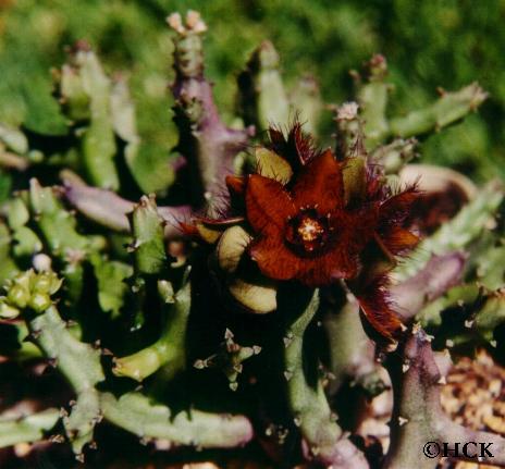 caralluma_indica2.JPG (36452 bytes)