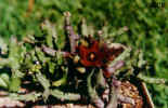 caralluma_indica2.JPG (36452 bytes)