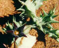 caralluma_kochii.JPG (35163 bytes)