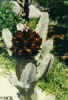 caralluma_speciosa2.JPG (36475 bytes)