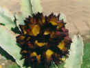 caralluma_speciosa.JPG (27241 bytes)
