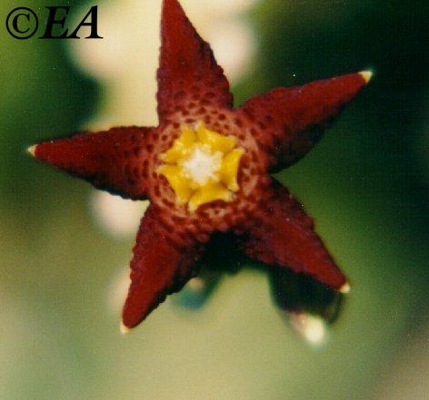 fl_of_caralluma_cicatrosa.jpg (28563 bytes)