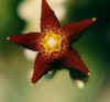 fl_of_caralluma_cicatrosa_small.jpg (1975 bytes)