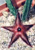 Stapelia_asterias_flower.jpg (84878 bytes)