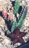 Stapelia_scitula.jpg (58732 bytes)