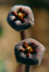 fl_of_stapelia_erectiflora_var_erectiflora_small.jpg (2601 bytes)