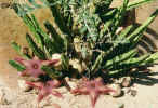 stapelia_asterias.JPG (51200 bytes)