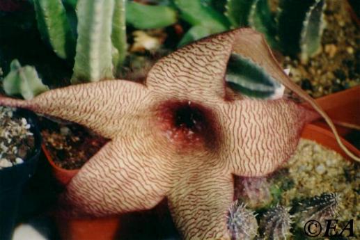 stapelia_grandiflora.JPG (33390 bytes)