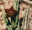 stapelia_kwebensis.JPG (27936 bytes)