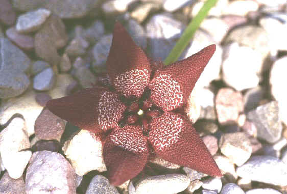 Tridentea longipes