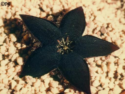 tridentea_gemminiflora_barrydale.JPG (32879 bytes)