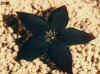 tridentea_gemminiflora_barrydale.JPG (32879 bytes)