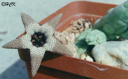 tridentea_ruschiorum_diamond_area.JPG (28206 bytes)