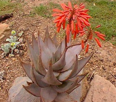 Aloe comptonii in cultivation