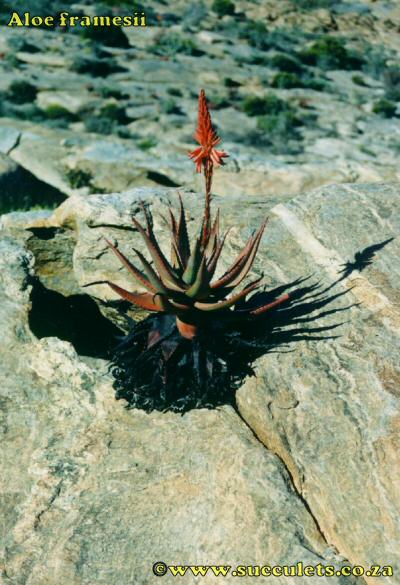 Aloe framesii in habitat