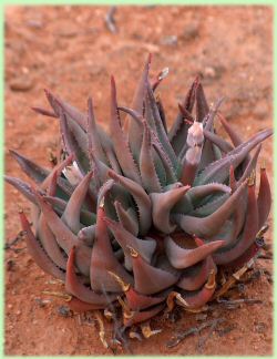 Aloe krapholiana in habitat