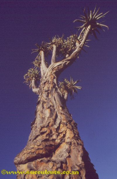 Aloe pillansii photographed in the Richtersveld.